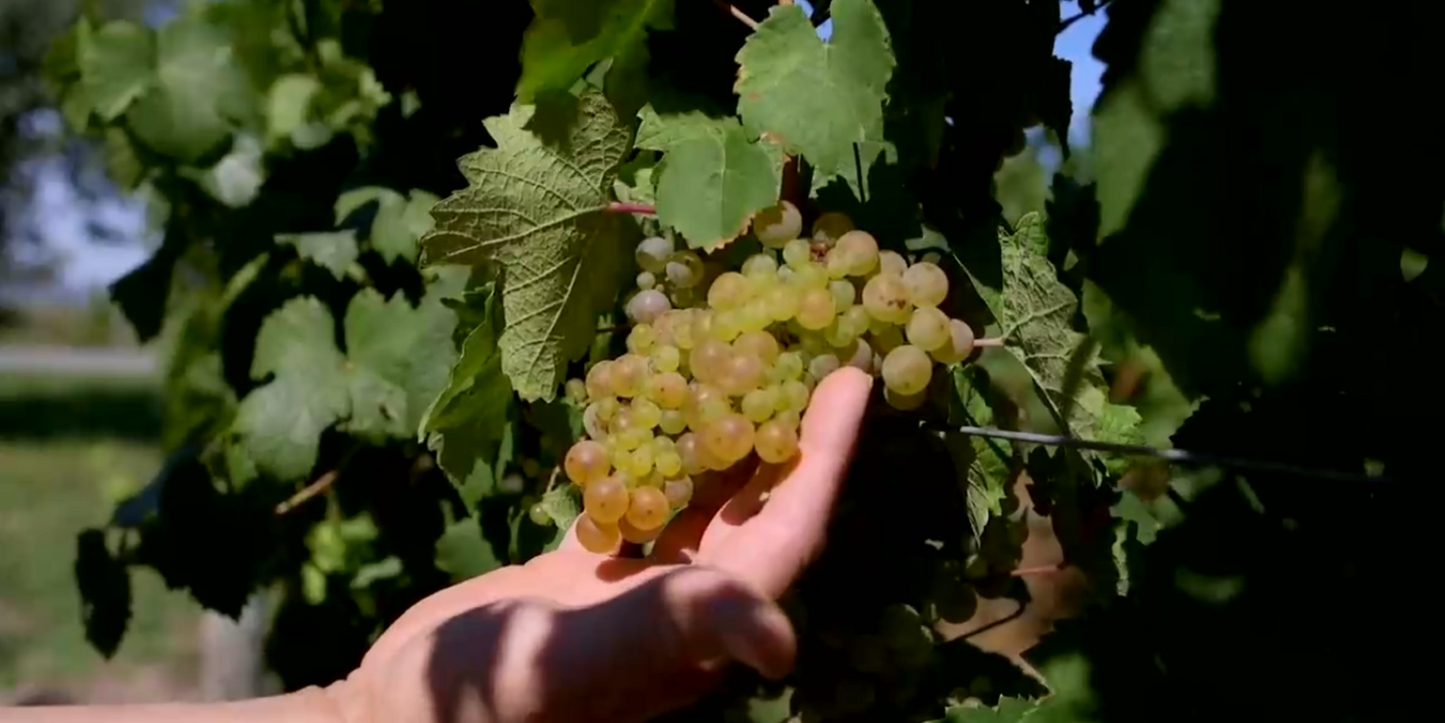 *There's a Riesling I Love You