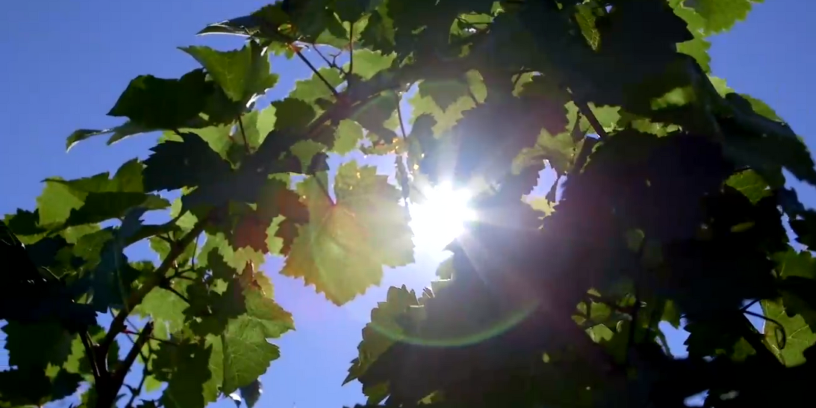 Red Newt Cellars Winery & Bistro